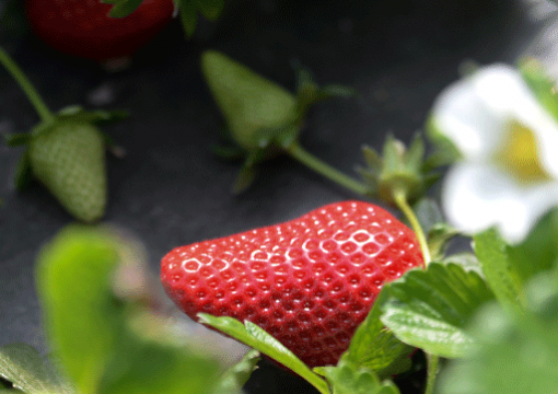 Fragole, mercato incoraggiante per Fortuna