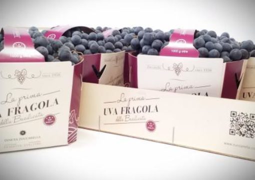 La Basilicata punta sull’uva fragola